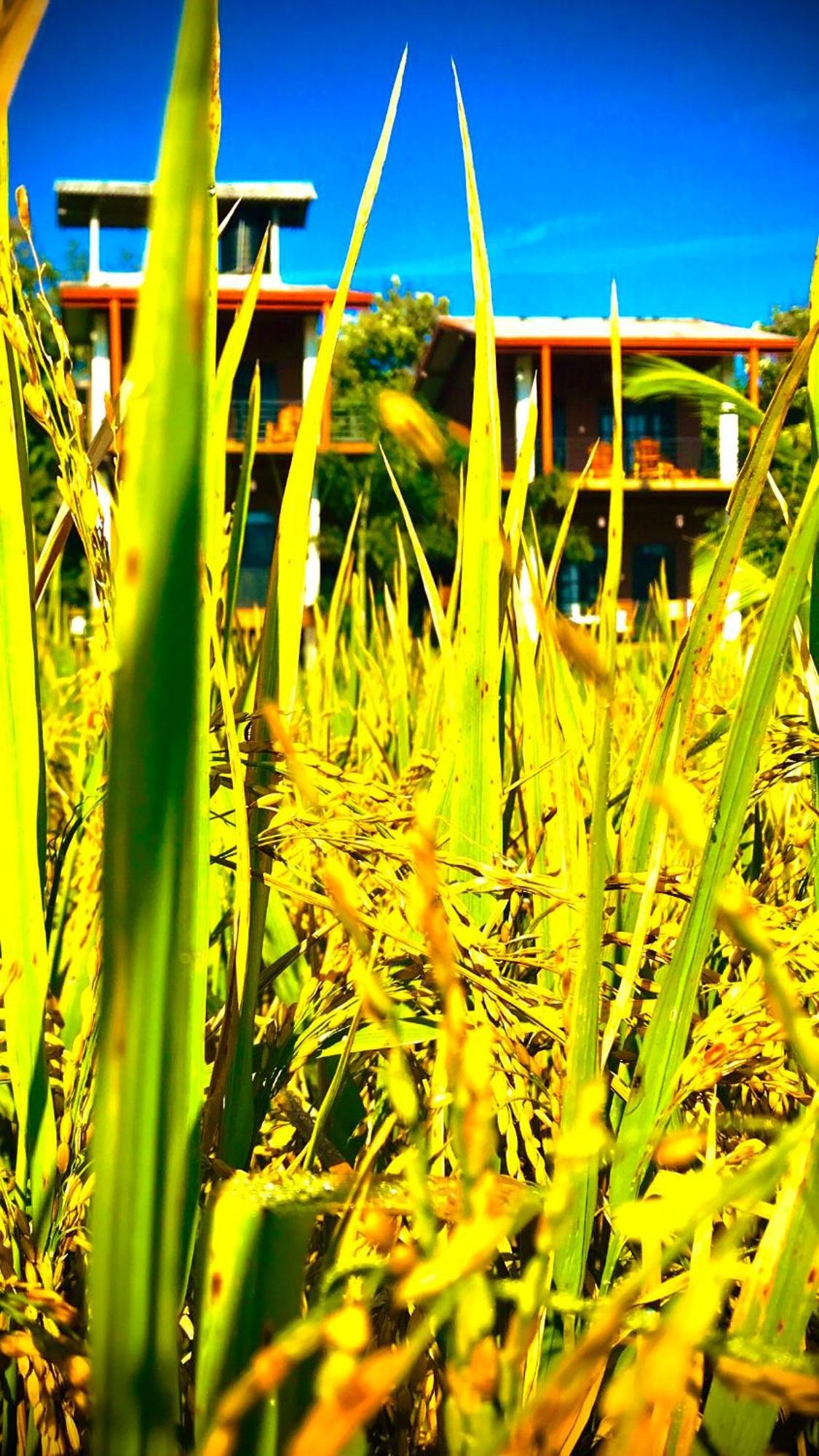 Darshani Lodge Sigiriya Buitenkant foto
