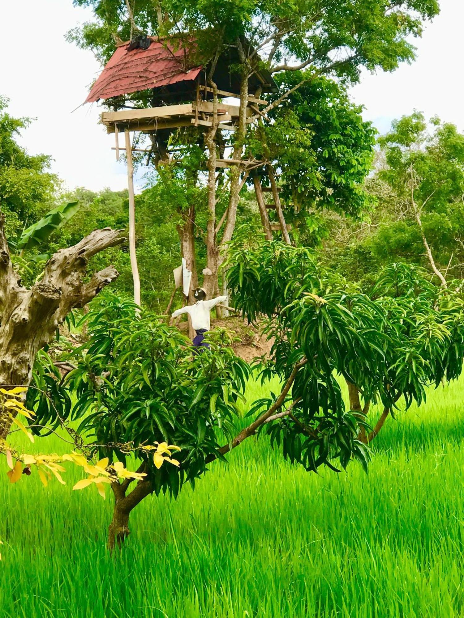 Darshani Lodge Sigiriya Buitenkant foto